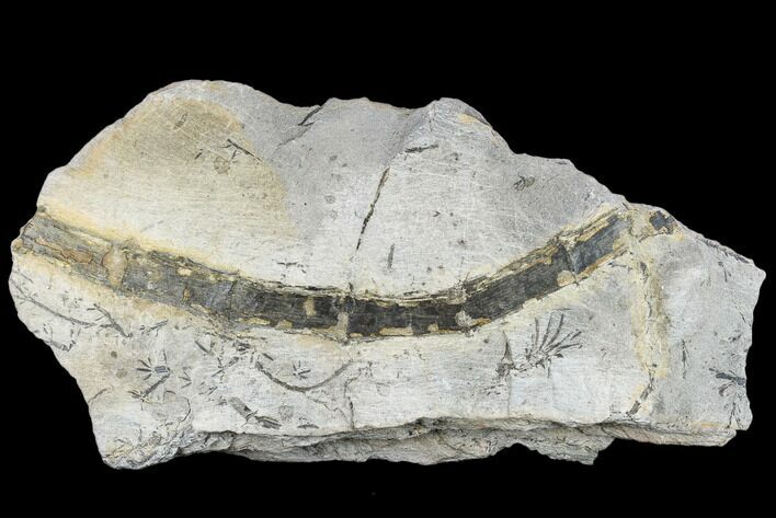 Pennsylvanian Fossil Horsetail (Asterophyllites) - Kentucky #112962